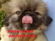 PEKIGNESE PUPS FOR SALE. WITH KCI PAPERS. TOP  SHOW QUALITY PUPS.