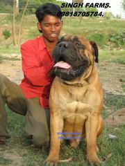ROTTWEILER & BULL MASTIFF PUPS FOR SALE. IMPORT CHAMPION LINES.PAPERS.
