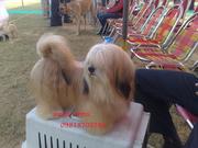 PEKIGNESE & LAHSA APSO PUPS FOR SALE. ULTIMATE QUALITY. PAPERS.