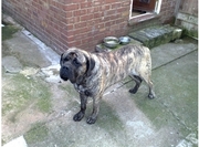 ENGLISH MASTIFF PUPS FOR SALE. IMPORT CHAMPION PARENTS. KCI PAPERS.