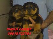 ROTTWEILER PUPS FOR SALE.IMPORT CHAMPION PARENTAGE.KCI PAPERS.