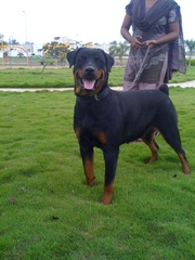 rottweiler puppies from champion blood line for sale 