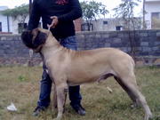 ENGLISH MASTIFF PUPS FOR SALE FROM IMPORTED N CHAMPION BLOODLINE