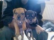  dogs/puppies available for sale at reasonable prices.