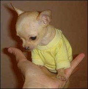 VINTAGE KENNEL    (CHIHUAHUA PUPPIES FOR SALE)