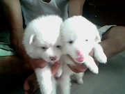 A pair of Pomeranians for Sale @7000