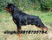 ROTTWEILER & BULL MASTIFF TOP SHOW QTY.PUPS FOR SALE. WITH KCI PAPERS.