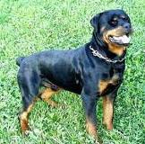 ROTTWEILER PUPPY’S FOR SALE......