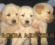 Golden Retriever puppies for available in Bangalore