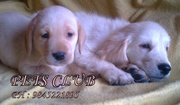 Lab Dogs  puppies for sale ( Rs.6000/-)