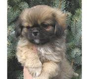 Tibetian Spaniel  puppies for sale.