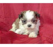 Shih Tzu  puppies for sale.