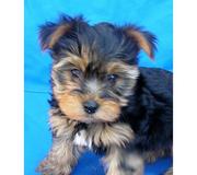 Yorkshire Terrier  puppies for sale.
