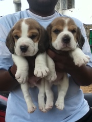 beagle pups for sale ..!!
