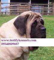 7 ENGLISH MASTIFF PUPS ARE AVAILABLE FOR SALE CALL 09540809687