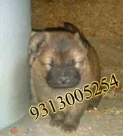 9810871734  Buy chow-chow pup in this Christmas