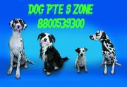 Exceptionally Quality Labrador pupies for sale in delhi and NCR