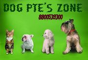 Good looking black tibaten mastiff Puppies for Sale at dogpetszone