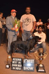 DARSHALE KENNEL PRESENTS CH. PARENT ROTTWILER PUPPIES FOR SALE IN PUNE