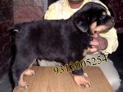 Gift a Rottweiler Pups on this Valentine day( FREE DELIVERY)...