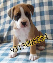  Gift a Boxer Pups on this Valentine day( 9810871734)
