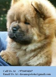 Cute,  Adorable & Show Quality Chow Chow Puppies for sale