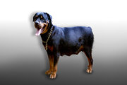 Rottweiler puppies with KCI Registration