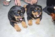 The Rottweiler can be a very fun loving dog;  