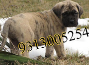 BULL MASTIFF ,  NEW FOUNDLAND puppies for sale at  attractive price.