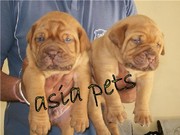 FRENCH MUSTIFF  PUPPS FOR SALE ASIA PETS  @  9911293906