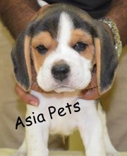 BEAGLE   PUPPS FOR SALE ASIA PETS  @  9911293906