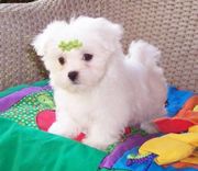 MALTESE  PUPPS FOR SALE ASIA PETS  @  9911293906