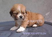 OFFERING  LHASA APSO PUPPS FOR SALE ASIA PETS  @  9911293906