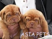 OFFERING   FRENCH MUSTIFF  PUPPS FOR SALE ASIA PETS  @  9911293906