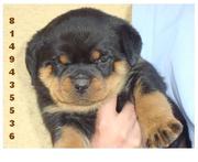 ROTT WEILERS PUPS FOR SALE