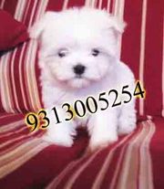 Maltese  puppies for sale.