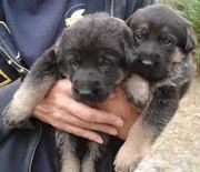 german shepherd puppies for sale in delhi & ncr 