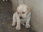 Labrador puppies for sale in delhi price