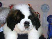 ST/BERNARD PUPPIES FOR SALE IMPOT QUALITY...