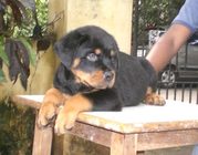 ROTTWEILER PUPPIES FOR SALE..