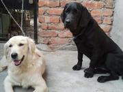 Golden retriever puppies price in ludhiana