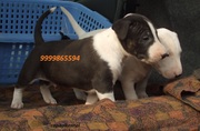 BULL TERRIER EXCELLENT QUALITY PUPPIES FOR SALE @ 9999865594