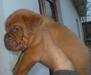 FRENCH MASTIFF EXCELLENT QUALITY PUPPIES  FOR  SALE @ 9999865594