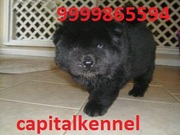 CHOW CHOW PUPPIES FOR SALE @ CAPITALKENNEL