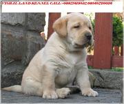 LABRADOR PUPIES FOR SALE IN BEST PRICE