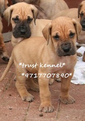 the trust kennel's GREAT DANE puppies for sale..