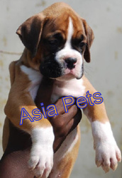 BOXER  Puppies  For Sale Asia Pets @  9911293906 