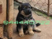 TOP BREED GSD PUP FOR SAEL - 22386566