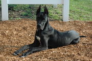 ATTRACTIVE PRICE FOR GREAT DANE  PUPS IN TESTIFY KENNEL