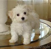 MALTESE PUPS ARE AVAILABLE FOR SALE IN TESTIFY KENNEL